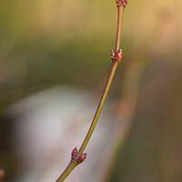 Buy canvas prints of Japanese Maple Buds by Philip Gough