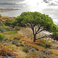 Buy canvas prints of Menorca Coastline by Philip Gough