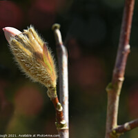 Buy canvas prints of Magnolia Stellata coming out of bud (stage 2). by Philip Gough