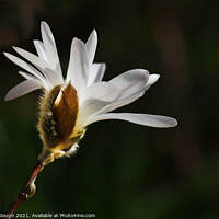 Buy canvas prints of Magnolia Stellata (stage 4) with petals developing by Philip Gough