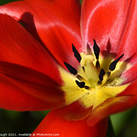 Buy canvas prints of Garden Tulip (Tulipa gesneriana) Didiers Tulip by Philip Gough