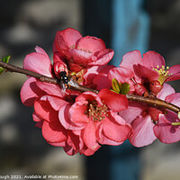 Buy canvas prints of Japanese quince (Chaenomeles Japonica) by Philip Gough