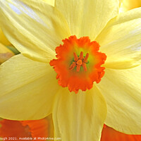Buy canvas prints of Daffodil Bloom by Philip Gough