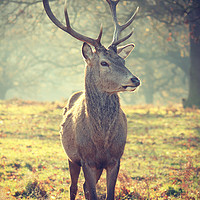 Buy canvas prints of Richmond Park Deer  by Emily Barker