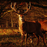 Buy canvas prints of Richmond Park Deer by Emily Barker
