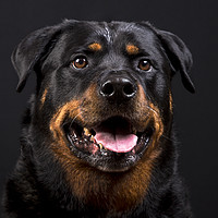 Buy canvas prints of The Rottie by Peter Hearn