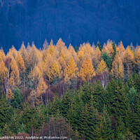 Buy canvas prints of Coniferous forests in the mountains by Ragnar Lothbrok