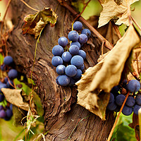 Buy canvas prints of Blue grapes on a vine, closeup by Ragnar Lothbrok