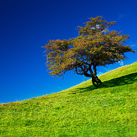 Buy canvas prints of Single tree on a grassfield by Ragnar Lothbrok