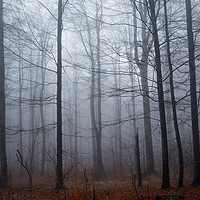 Buy canvas prints of Spooky forest and mist by Ragnar Lothbrok