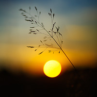 Buy canvas prints of Selective focus sunset by Ragnar Lothbrok