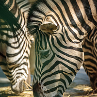Buy canvas prints of Zebra herd eating by Ragnar Lothbrok