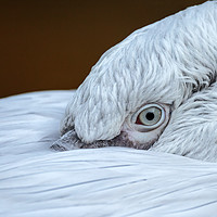 Buy canvas prints of Closeup of the eye of a pelican by Ragnar Lothbrok