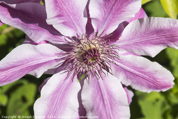 Clematis Nelly Moser flower Picture Board by Joseph Clemson