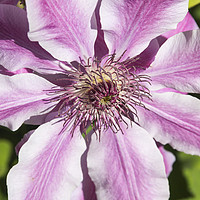 Buy canvas prints of Clematis Nelly Moser flower by Joseph Clemson