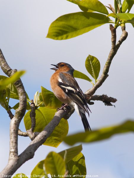 Male chaffinch on tree singing Picture Board by Joseph Clemson