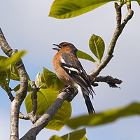 Buy canvas prints of Male chaffinch on tree singing by Joseph Clemson