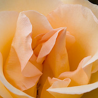 Buy canvas prints of Peach coloured rose petals by Joseph Clemson