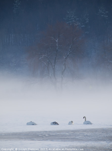 Swan Lake in Winter Picture Board by Joseph Clemson