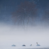 Buy canvas prints of Swan Lake in Winter by Joseph Clemson