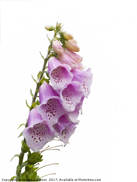 Foxglove flowers on white Picture Board by Joseph Clemson