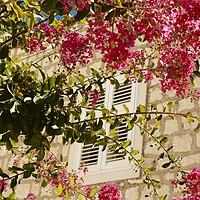 Buy canvas prints of Flowers in front of a window by Barbara Vizhanyo