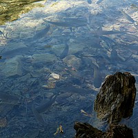 Buy canvas prints of Fish in the lake at Plitvice National Park by Barbara Vizhanyo