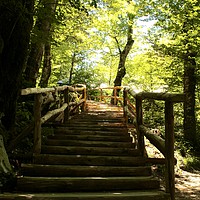 Buy canvas prints of Wooden steps upwards in the forest - Plitvice Nati by Barbara Vizhanyo