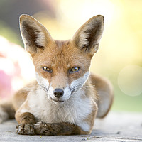 Buy canvas prints of Local fox posing. by Jonathon Cuff