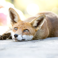 Buy canvas prints of Friendly local wild vixen, lying down out of the h by Jonathon Cuff