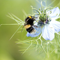 Buy canvas prints of Bee collecting pollen from nigella flower by Jonathon Cuff