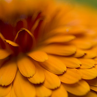 Buy canvas prints of Abstract detail of an orange calendula flower. by Jonathon Cuff