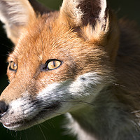 Buy canvas prints of Portrait of a fox by Jonathon Cuff
