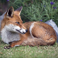 Buy canvas prints of Relaxed fox - ever watchful by Jonathon Cuff