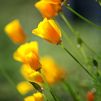 Buy canvas prints of California poppies in the early evening sun by Jonathon Cuff