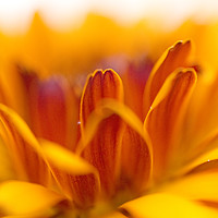 Buy canvas prints of Abstract of calendula flower by Jonathon Cuff