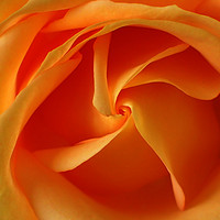 Buy canvas prints of Orange rose detail by Jonathon Cuff