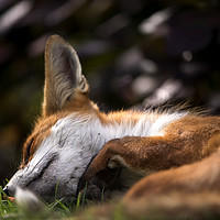 Buy canvas prints of Sleeping fox by Jonathon Cuff