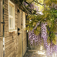 Buy canvas prints of Wisteria tree in full bloom by Jonathon Cuff