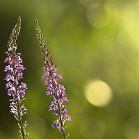 Buy canvas prints of Foxgloves backlit by the late afternoon sun. by Jonathon Cuff
