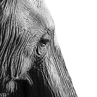 Buy canvas prints of Elephant in profile. by Jonathon Cuff