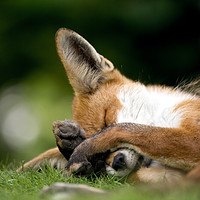 Buy canvas prints of Fox taking a quick forty winks by Jonathon Cuff