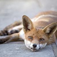 Buy canvas prints of Fox relaxing outside our back door. by Jonathon Cuff