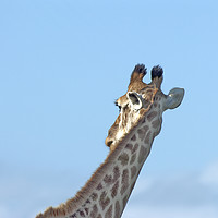 Buy canvas prints of Giraffe neck in profile by Jonathon Cuff