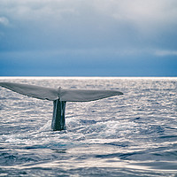 Buy canvas prints of Whale fluking prior to diving by Jonathon Cuff