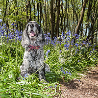 Buy canvas prints of Spaniel in the Bluebells by George Cairns