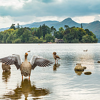 Buy canvas prints of Geese on Derwent Water by George Cairns