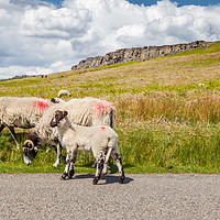 Buy canvas prints of Sheep at Stanage Edge by George Cairns