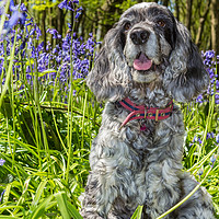 Buy canvas prints of Cocker Spaniel and bluebells by George Cairns