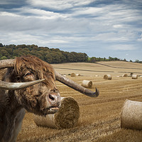 Buy canvas prints of Horned Cow in Scottish Borders.  by George Cairns